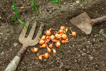 Garden tools, fresh young sprouts, seedling. Gardening concept background