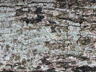 Different coloured lichen on tree bark.