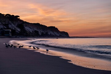 Fototapeta na wymiar Birds on the ocean beach by sunrise in Faro, Portugal 