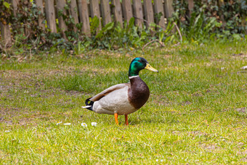 A duck on the meadow