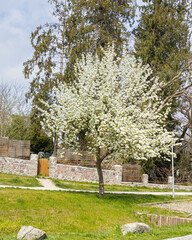 A tree with white blossoms