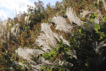 ススキ 秋 植物