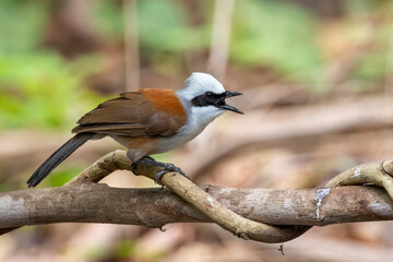 Image of White-crested Laughingthrush Bird on a tree branch on nature background. Animals.
