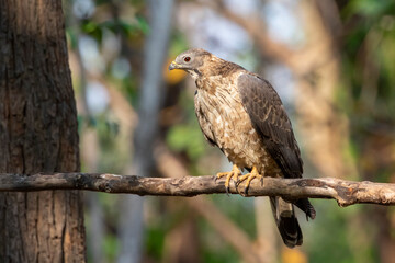 Image of oriental honey buzzard bird on a tree branch on nature background. Hawk. Animals.