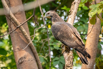 Image of oriental honey buzzard bird on a tree branch on nature background. Hawk. Animals.