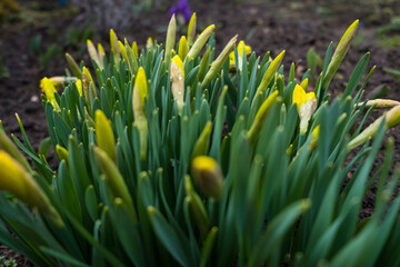 Yellow daffodils at the beginning of flowering. There are water droplets on the stems and flowers. Bright green stems and yellow flowers.