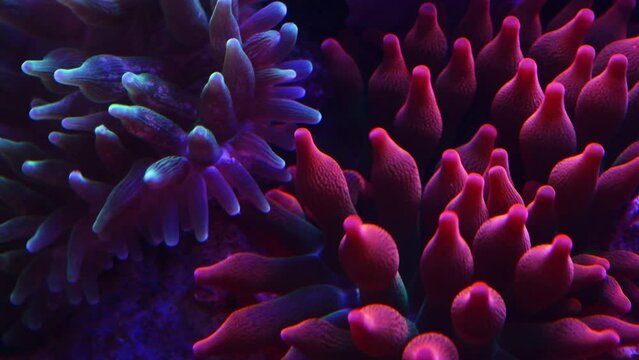 The ocean holds a world of color. 4k video footage of colorful bubble-tip anemone underwater.