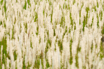 reeds grass flower