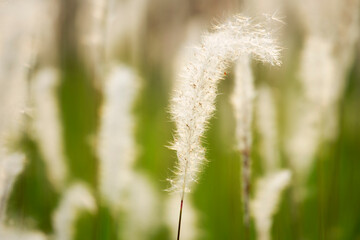 reeds grass flower