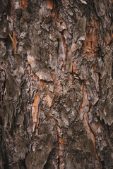 Abstract background pine tree bark closeup.