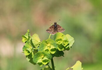 Brown Pyrgus alveus butterfly on Chrysosplénium flowers