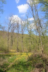 Spring forest with blooming Ranunculus flowers