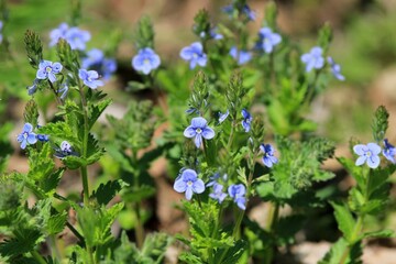 Fototapeta premium Blue Veronica flowers in the forest in spring