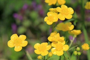 Yellow Ranunculus flowers in the forest in spring