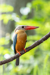 Stork billed Kingfisher perching on the branch in Thailand.