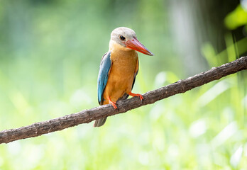 Stork billed Kingfisher perching on the branch in Thailand.