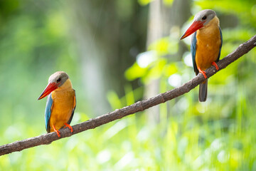 Two of Stork billed Kingfisher perching on the branch in Thailand.