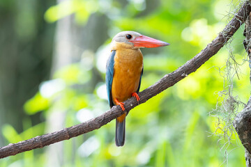 Stork billed Kingfisher perching on the branch in Thailand.