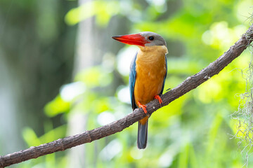 Stork billed Kingfisher perching on the branch in Thailand.