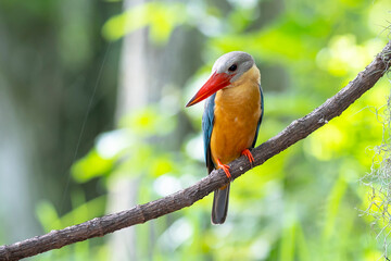 Stork billed Kingfisher perching on the branch in Thailand.