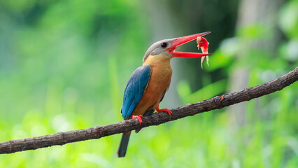 Stork billed Kingfisher with with fish in the beak perching on the branch in Thailand.