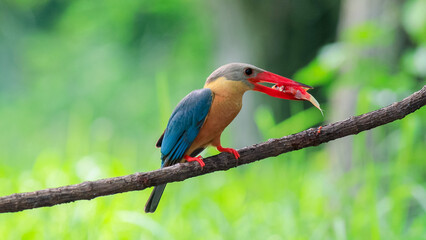 Stork billed Kingfisher with with fish in the beak perching on the branch in Thailand.