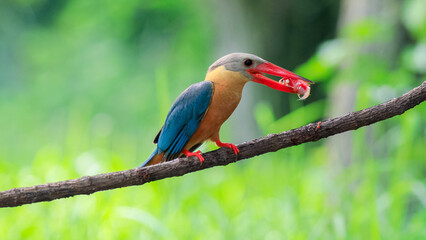 Stork billed Kingfisher with with fish in the beak perching on the branch in Thailand.