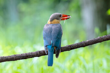 Stork billed Kingfisher with with fish in the beak perching on the branch in Thailand.