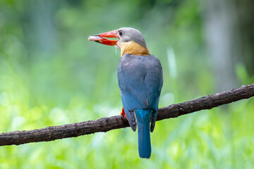 Stork billed Kingfisher with with fish in the beak perching on the branch in Thailand.