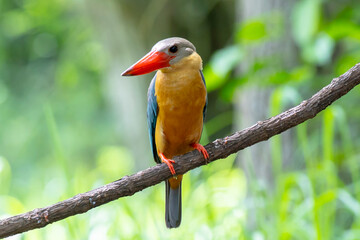 Stork billed Kingfisher perching on the branch in Thailand.