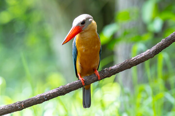 Stork billed Kingfisher perching on the branch in Thailand.