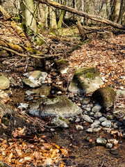 stream in the forest