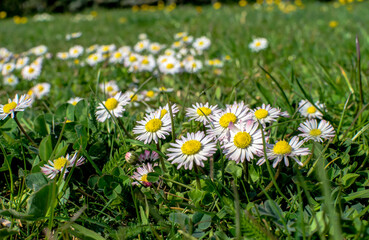 Common daisy, Bellis perennis, flowers on the lawn © K.Jagielski