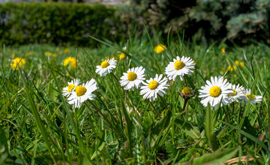 Common daisy, Bellis perennis, flowers on the lawn