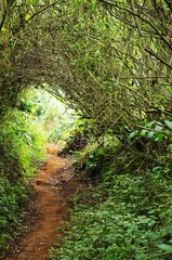 Fototapeta premium chemin de randonnée dans la jungle pour rejoindre un volcan à SAO TOME