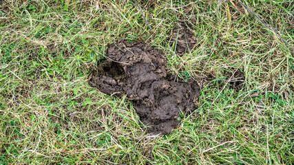 Cow shit on pasture. Processing of excrement into fertilizer. Natural compost for agriculture....