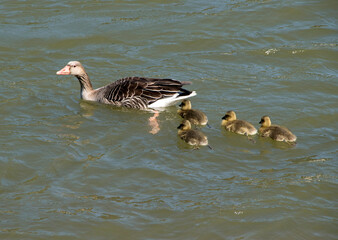 Graugans (Anser anser), mit Jungen, auf dem Wasser