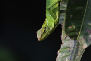 a chameleon perched on a tree branch