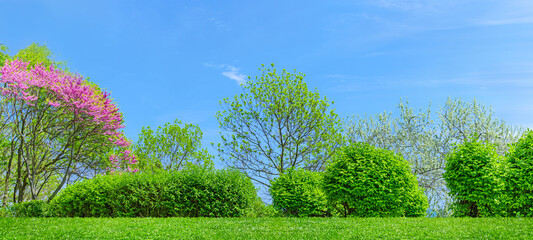 panorama of backyard and garden with grass on lawn and bloom trees in spring