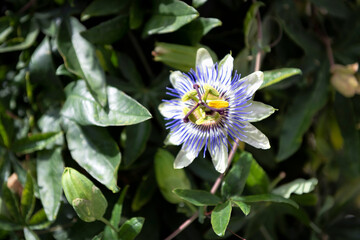Passiflora caerulea, blue passionflower ,bluecrown passionflower or common passionflower