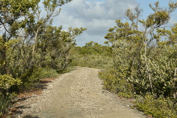 Fototapeta premium Biking path in the forest. Buttonwood trees and mangrove trees line this South Florida hiking trail.