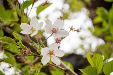 葉桜と桜の花（アップ）