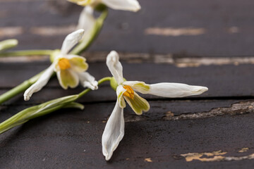 Three white Carpathians snowdrop flowers over wooden background. spring romance greeting card