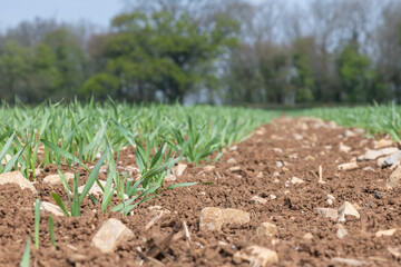 Spring barley (hordeum vulgare) crop