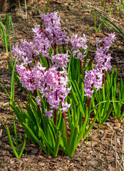 Naklejka premium Hyacinth in the garden, blooming in spring