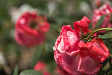 close up of a flower