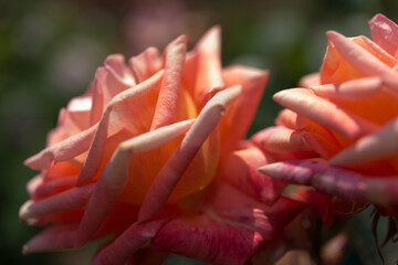 orange rose petals licked by the sun