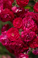 bunch of roses in the rose garden