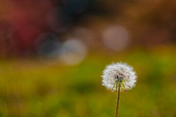 Dandelion spores blooming in the grass