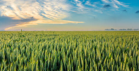 Fresh ears of young green wheat in spring field. Agriculture scene. Wheat field nature landscape at sunrise.